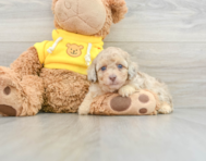 8 week old Poodle Puppy For Sale - Premier Pups