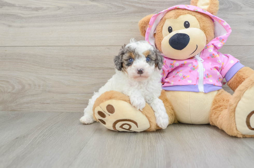 7 week old Poodle Puppy For Sale - Premier Pups