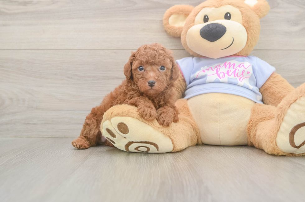 5 week old Poodle Puppy For Sale - Premier Pups
