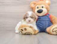 7 week old Poodle Puppy For Sale - Premier Pups
