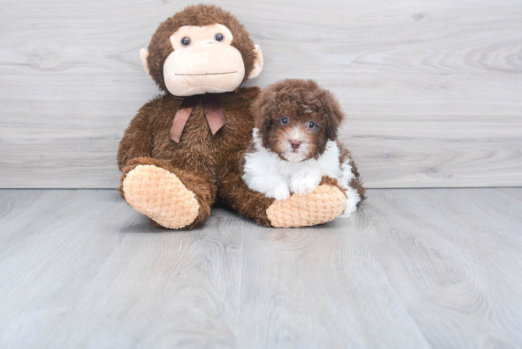 Poodle Puppy for Adoption
