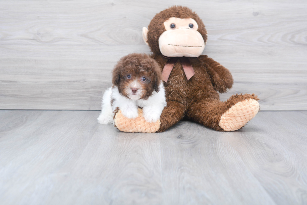 Poodle Pup Being Cute