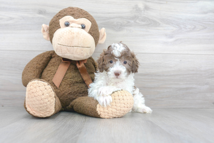 Hypoallergenic Poodle Baby