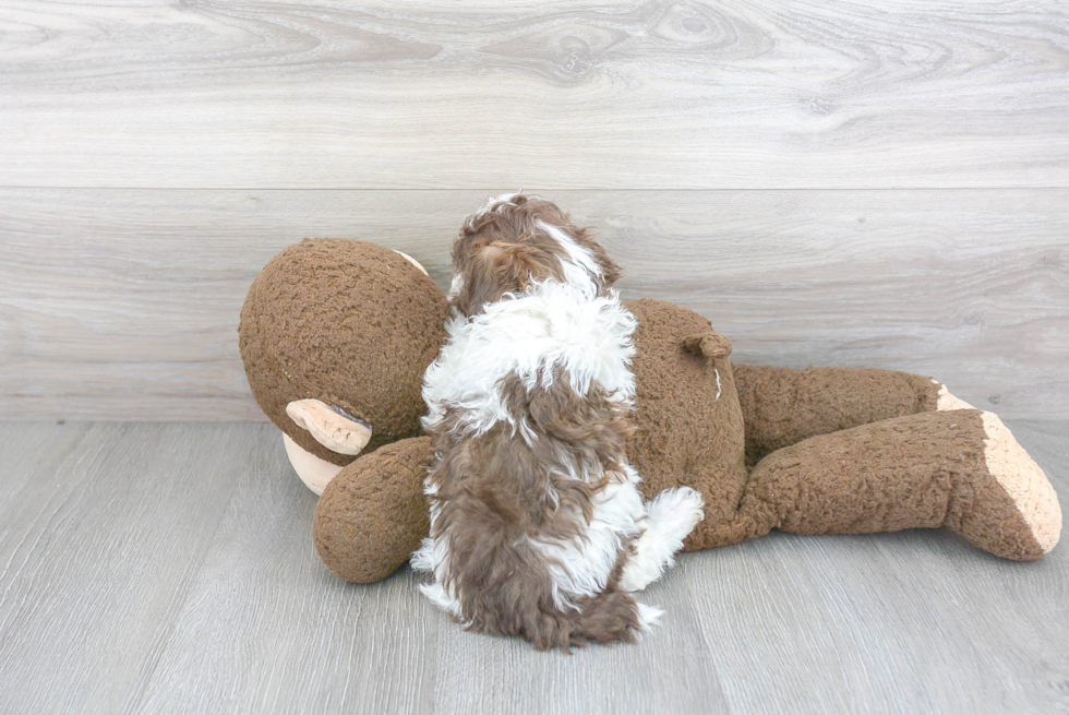 Poodle Puppy for Adoption