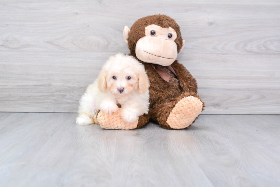 Petite Pudle Purebred Puppy