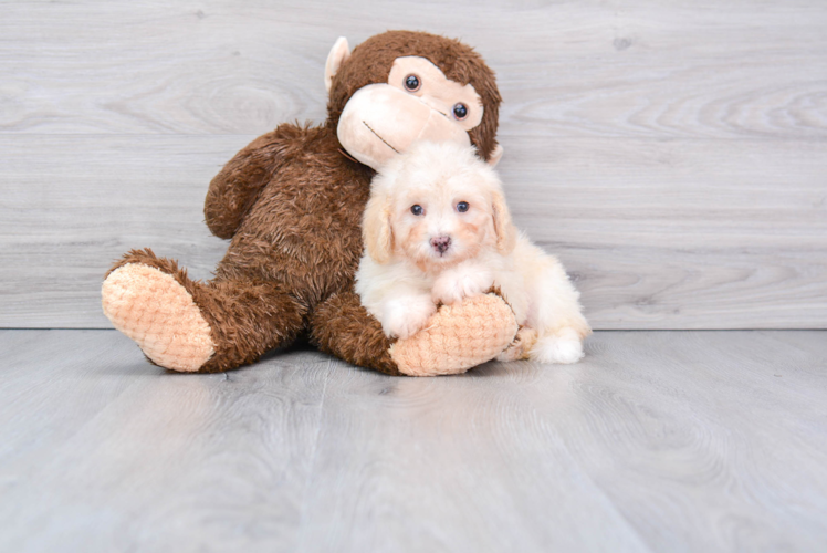Best Poodle Baby