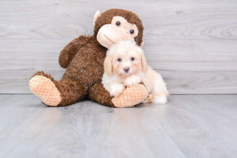 Best Poodle Baby