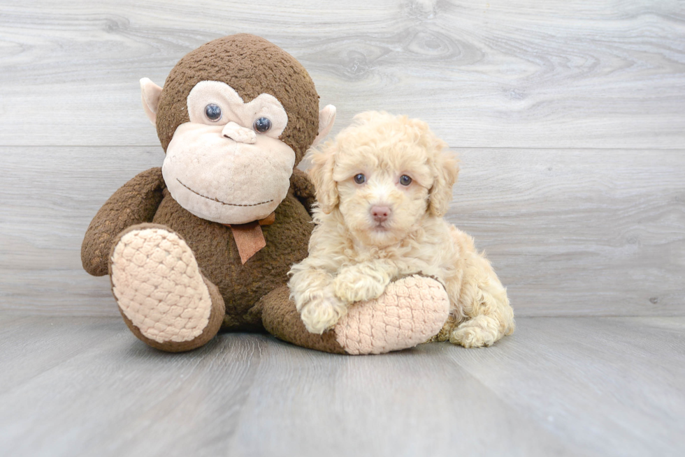 Poodle Pup Being Cute