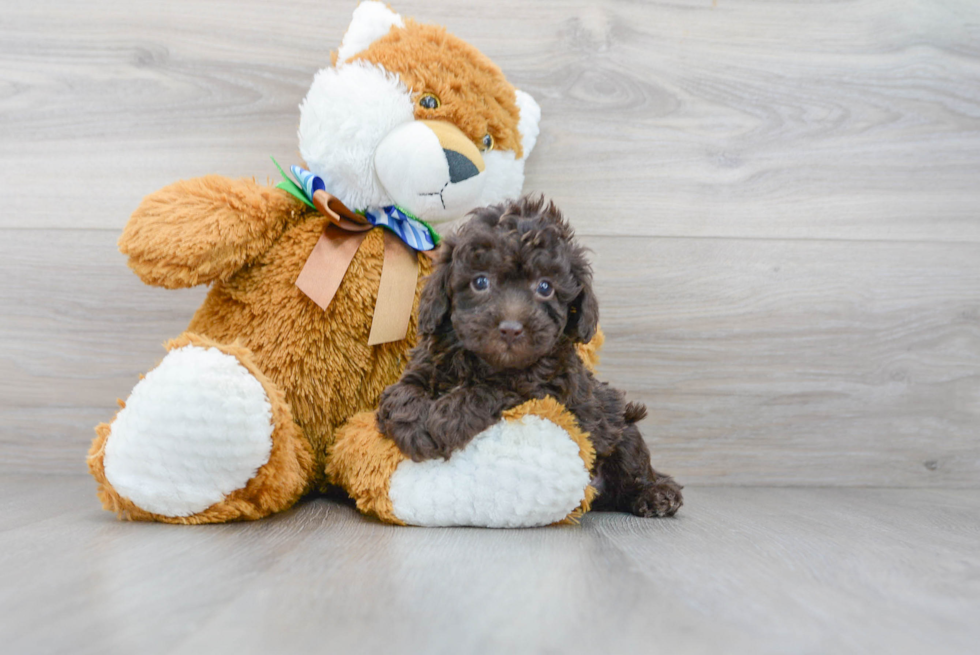 Playful Poodle Purebred Pup