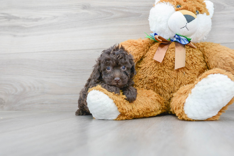 Energetic Pudle Purebred Puppy