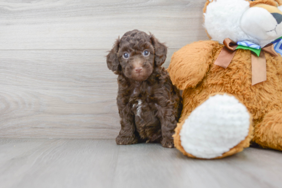 Poodle Pup Being Cute