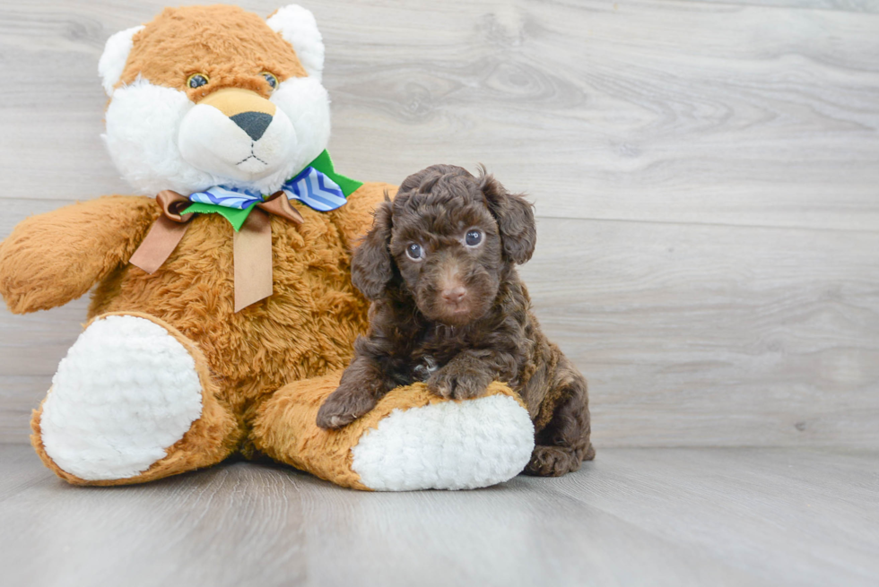 Popular Poodle Purebred Pup