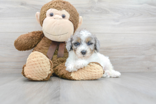 Poodle Pup Being Cute