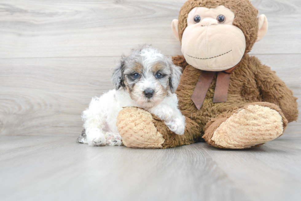 Akc Registered Poodle Baby