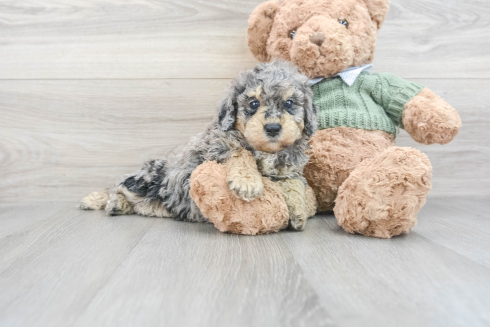 Playful Poodle Baby