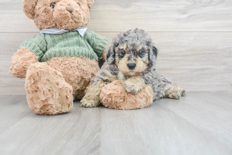 Poodle Pup Being Cute