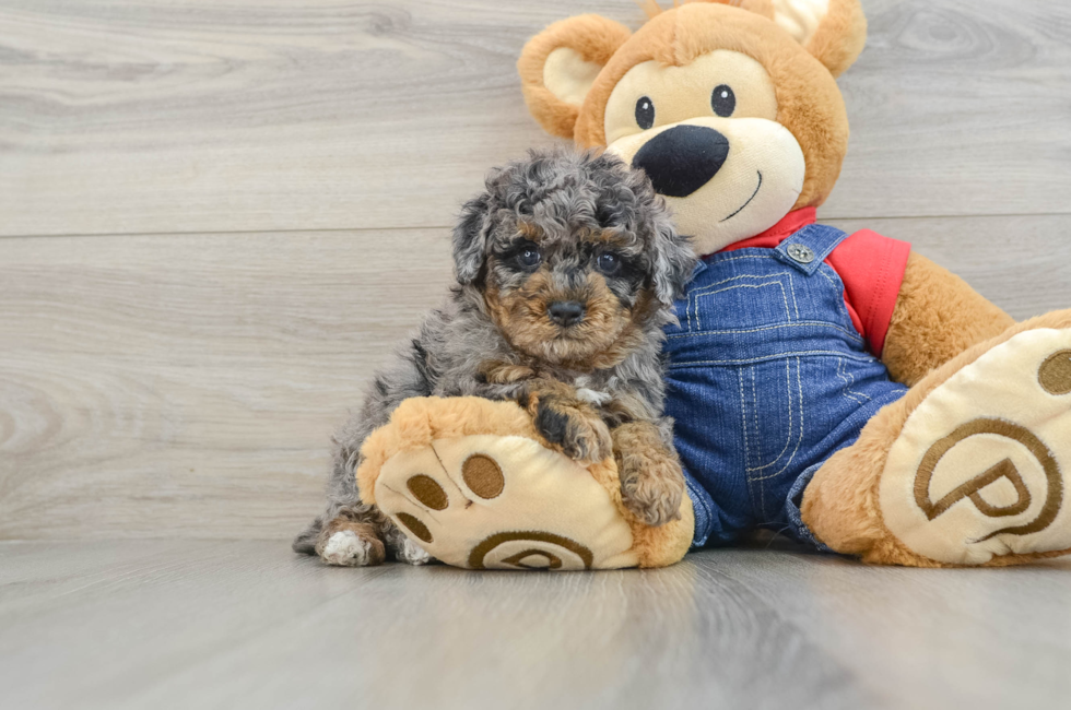 6 week old Poodle Puppy For Sale - Premier Pups