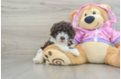 Poodle Puppy for Adoption