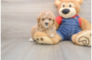 Poodle Pup Being Cute