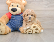 7 week old Poodle Puppy For Sale - Premier Pups