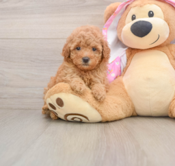 6 week old Poodle Puppy For Sale - Premier Pups