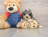 8 week old Poodle Puppy For Sale - Premier Pups