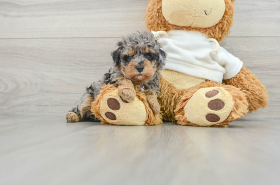 Playful Poodle Baby