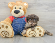 8 week old Poodle Puppy For Sale - Premier Pups