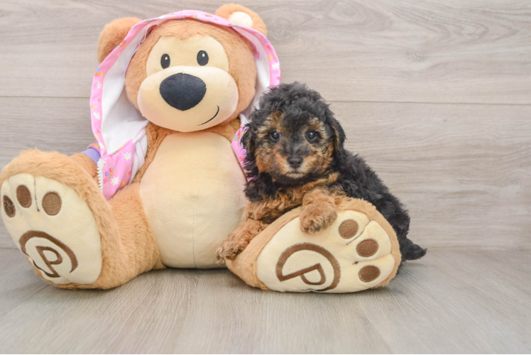 Friendly Poodle Baby