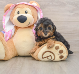 6 week old Poodle Puppy For Sale - Premier Pups