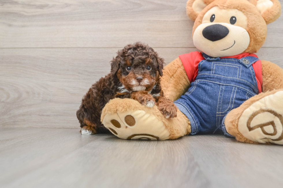 Poodle Pup Being Cute