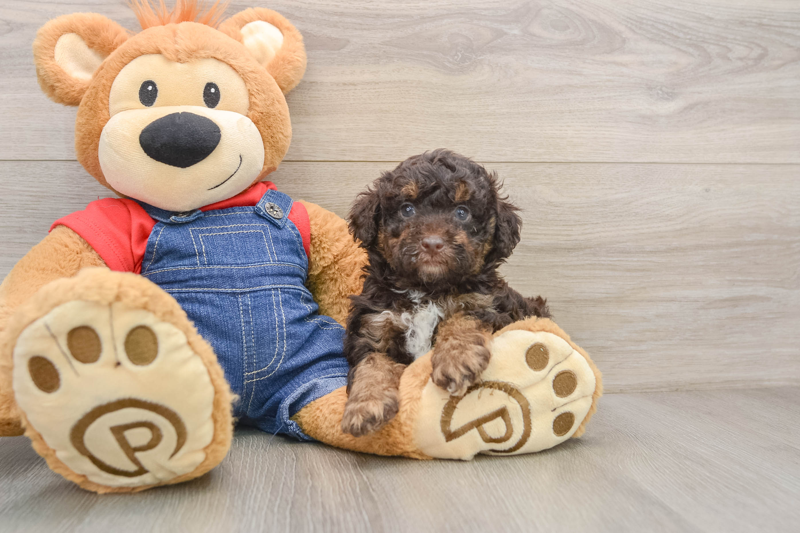Funny Poodle Purebred Pup
