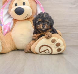 6 week old Poodle Puppy For Sale - Premier Pups