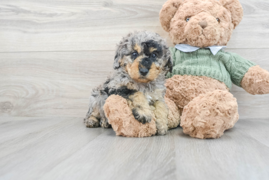 Poodle Puppy for Adoption