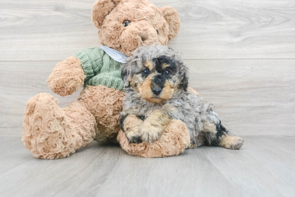 Poodle Pup Being Cute