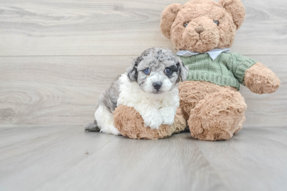 Popular Poodle Purebred Pup