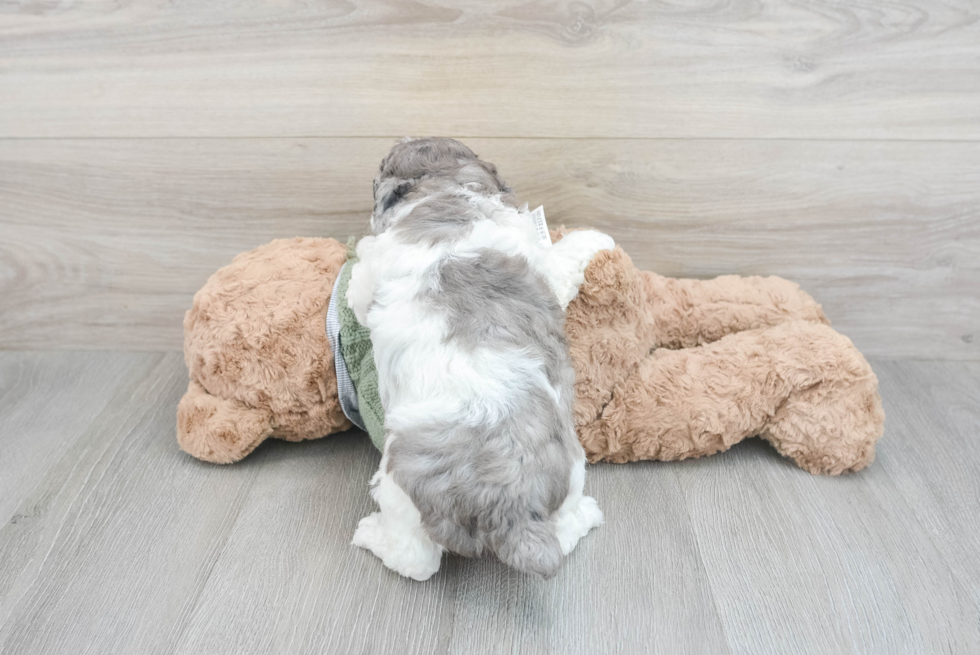 Fluffy Pudle Purebred Puppy