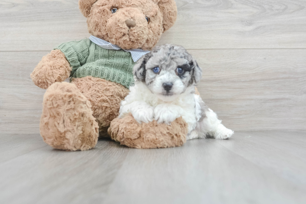 Popular Poodle Purebred Pup