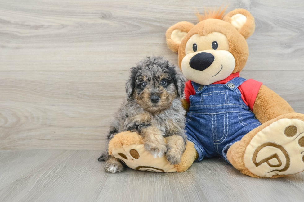 6 week old Poodle Puppy For Sale - Premier Pups