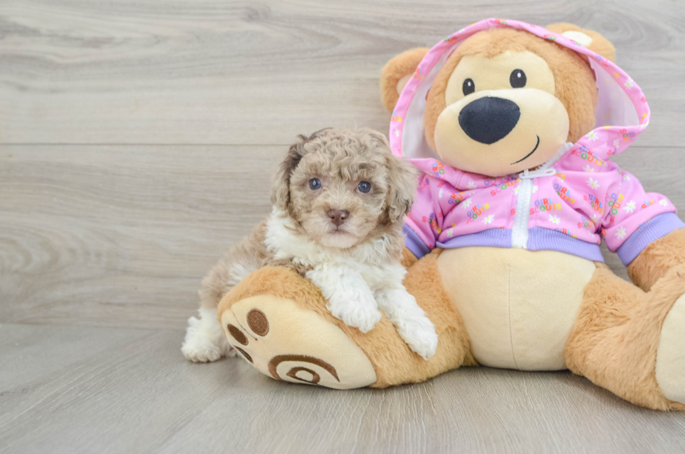 5 week old Poodle Puppy For Sale - Premier Pups