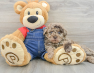 8 week old Poodle Puppy For Sale - Premier Pups