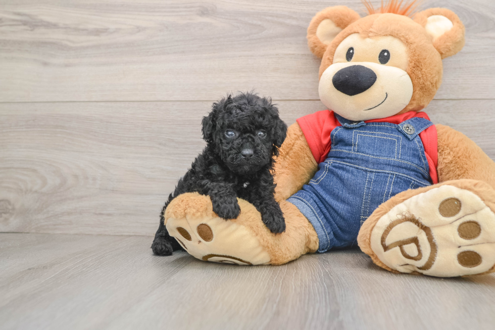 Poodle Pup Being Cute