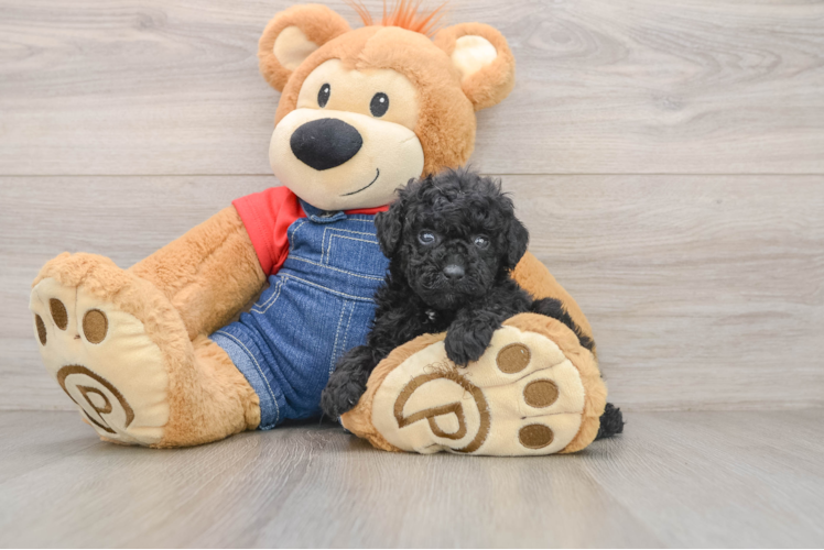 Poodle Puppy for Adoption