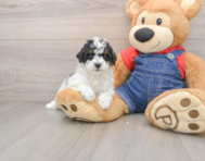 6 week old Poodle Puppy For Sale - Premier Pups