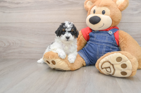 Smart Caniche Purebred Puppy