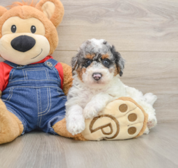 7 week old Poodle Puppy For Sale - Premier Pups