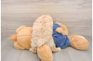 Poodle Puppy for Adoption
