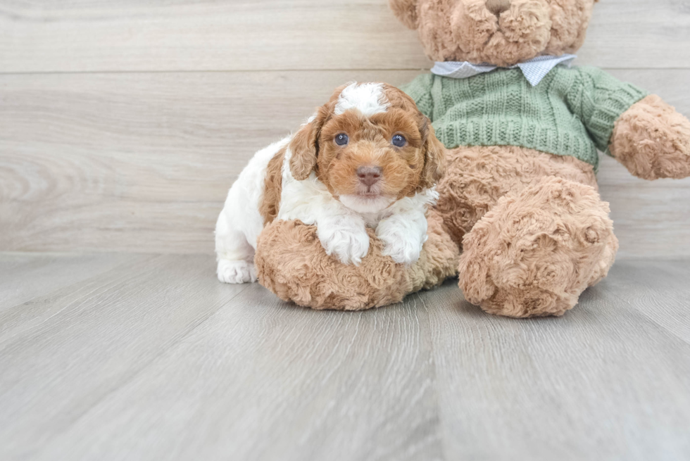 Adorable Pudle Purebred Puppy