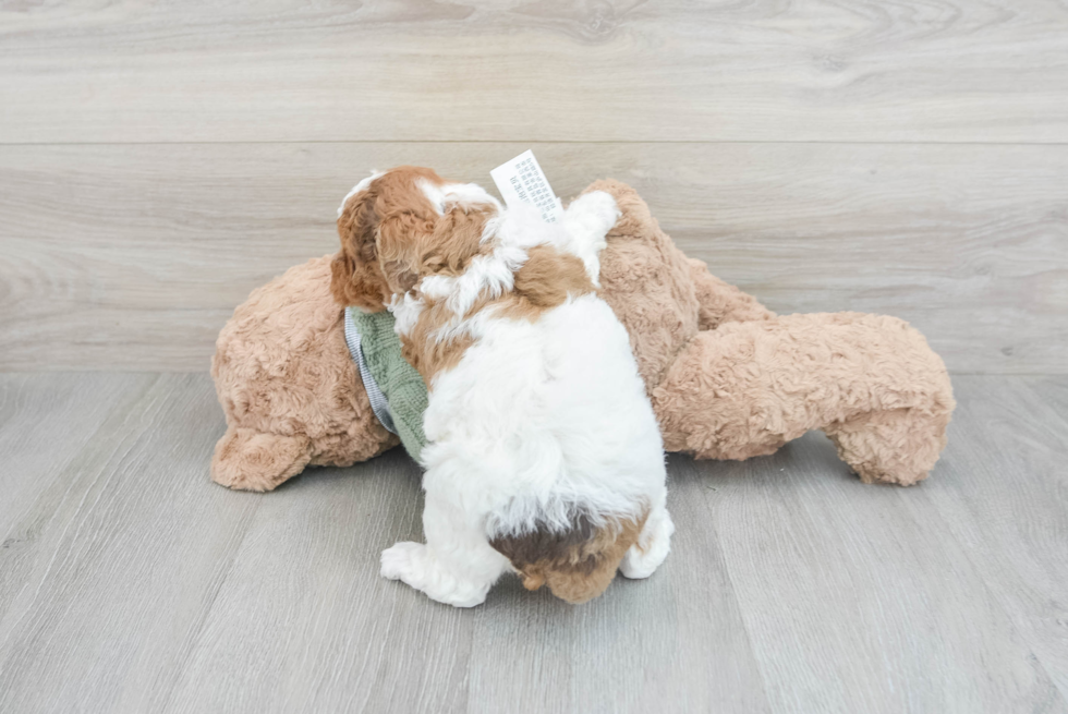 Popular Poodle Purebred Pup