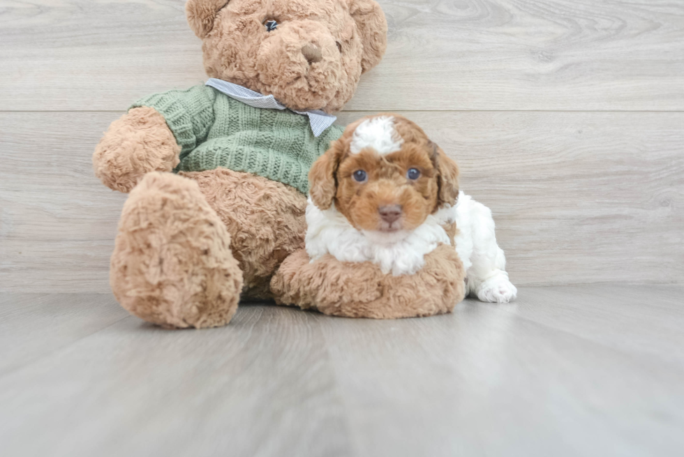 Hypoallergenic Poodle Purebred Pup